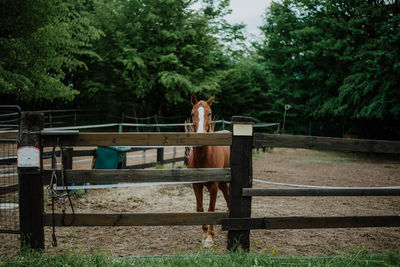 Rear view of man standing by fence