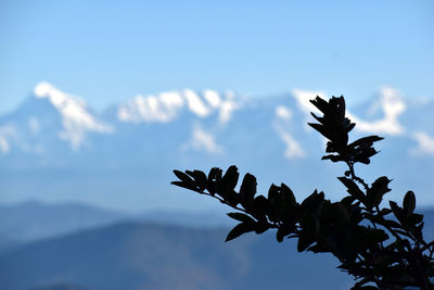 Close-up of silhouette plant against sky