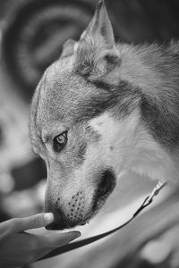 Close-up of dog looking away