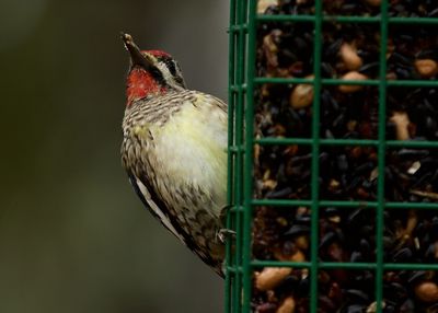 Close-up of bird perching on plant