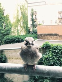 Close-up of bird perching on retaining wall