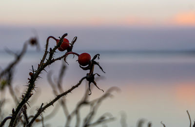 Close-up of red berries on land against sky during sunset