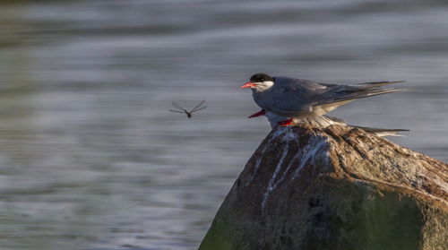 Couple of breeding adult common terns, sterna hirundo, standing on a stone, kalmar, sweden