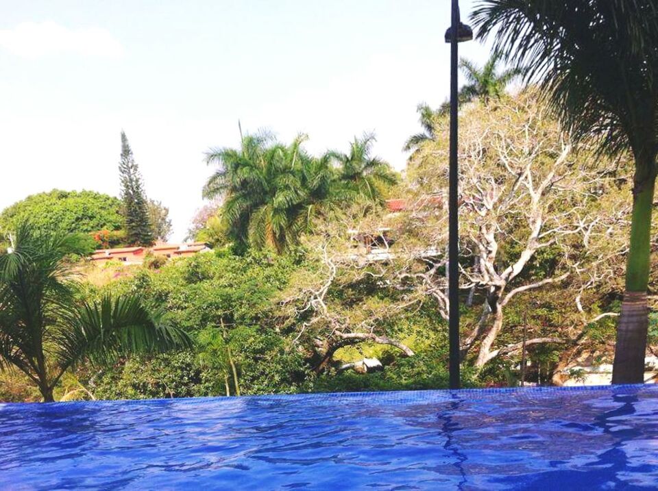 PLANTS AND SWIMMING POOL BY TREES AGAINST SKY