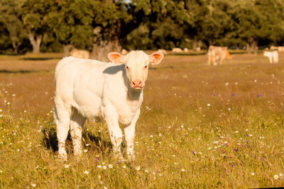 Portrait of a horse on field