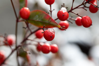 Close-up of red berries growing on tree