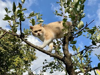 Low angle view of a tree