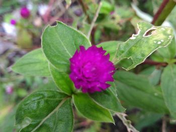 Close-up of pink flower