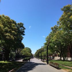 Empty road along trees and plants in city