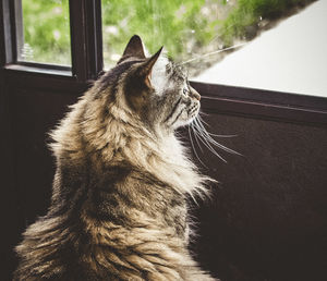 Close-up of a cat looking away