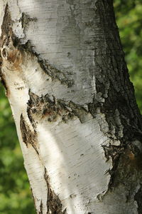 Close-up of tree trunk