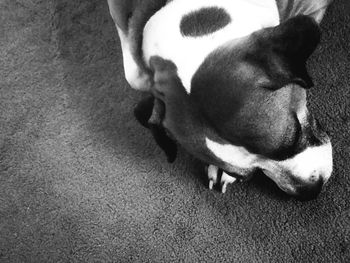 High angle view of dog relaxing on floor