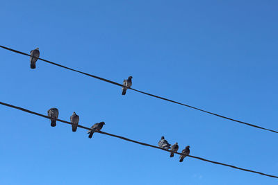 Low angle view of birds perching on cable against clear blue sky