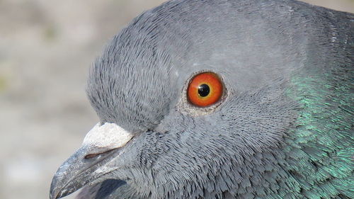 The eye of the pigeon and its head in detail