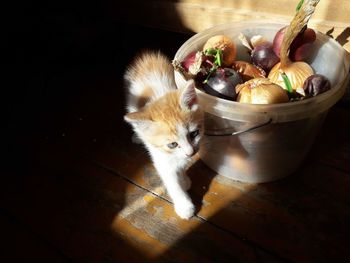 Yellow kitten near the onion bucket