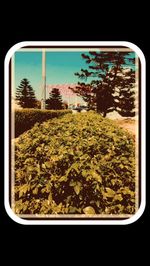 Plants growing against sky