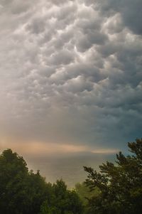 Low angle view of trees against sky