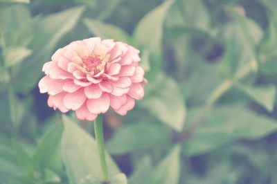Close-up of pink flower