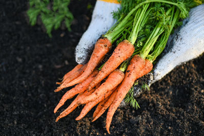 carrot on