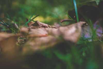 Close-up of plants against blurred background