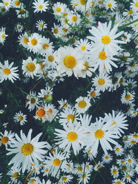 High angle view of daisies
