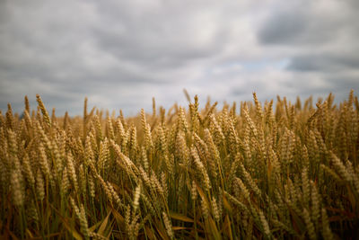 Close-up of wheat field against sky