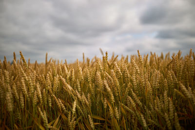 Wheat field against cloudy sky