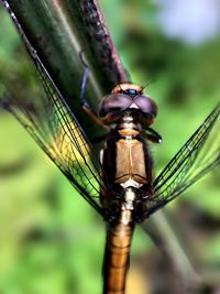 Close-up of dragonfly on plant