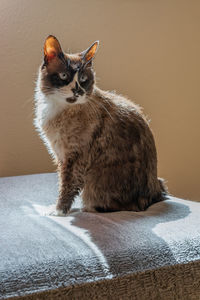 Portrait of a cat looking away