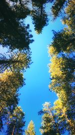 Low angle view of trees against blue sky