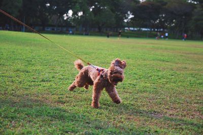 Dog running on field
