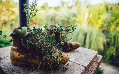 Close-up of potted plant