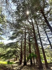 Low angle view of trees in forest against sky