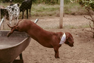 Side view of horse on field