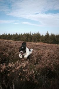 Dog running on field