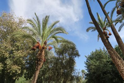 Low angle view of palm trees against sky