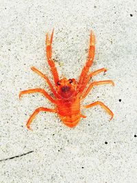 Close-up of red crab on sand