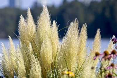 Close-up of stalks on field against blurred background