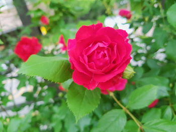 Close-up of pink rose