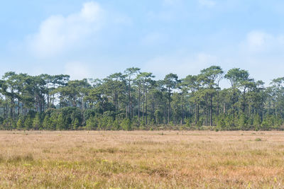 Nature scenery with cloudy sky