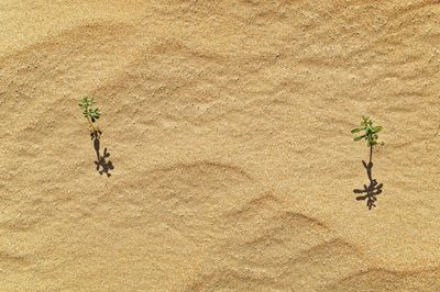 High angle view of plants on sand