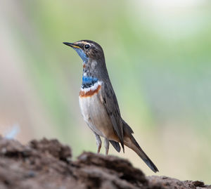 Close-up of a bird perching on a tree