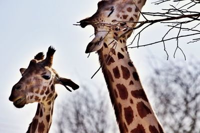 Low angle view of giraffe against sky