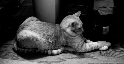 Cat sleeping on floor at home