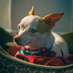 Close-up portrait of a dog at home