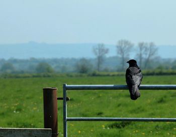 Close-up of raven perching on fence