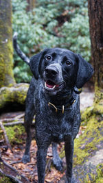 Portrait of black dog