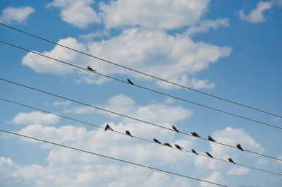 Low angle view of birds perching on cable against sky