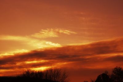 Low angle view of silhouette trees against orange sky