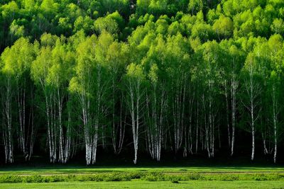 The beautiful birch forest in spring in hemu village, xinjiang is like a fairyland